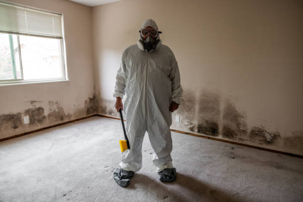 Why You Should Choose Our Mold Remediation Services in New Town, ND